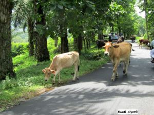 Cows going for a walk
